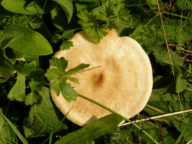 Mushroom growing amid herbs.